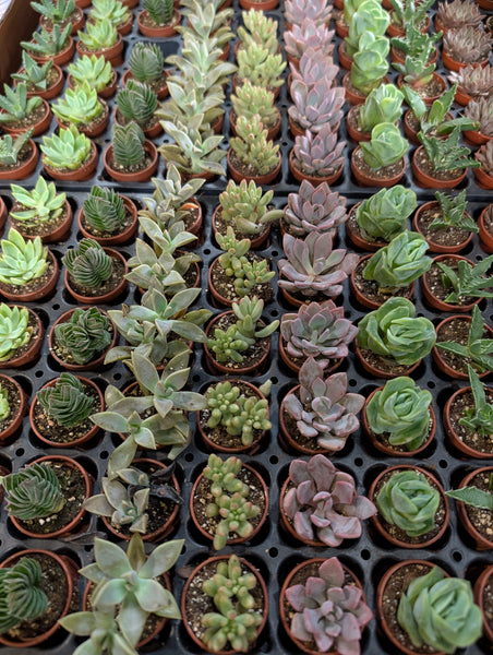 Fairy Pots | Assorted