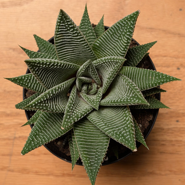Haworthia Miami