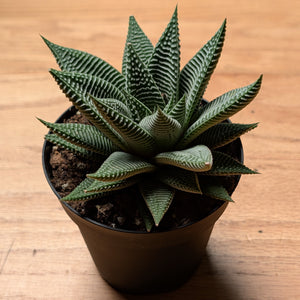 succulents miami Haworthia Miami – Lichen or Knot Plant Company LLC