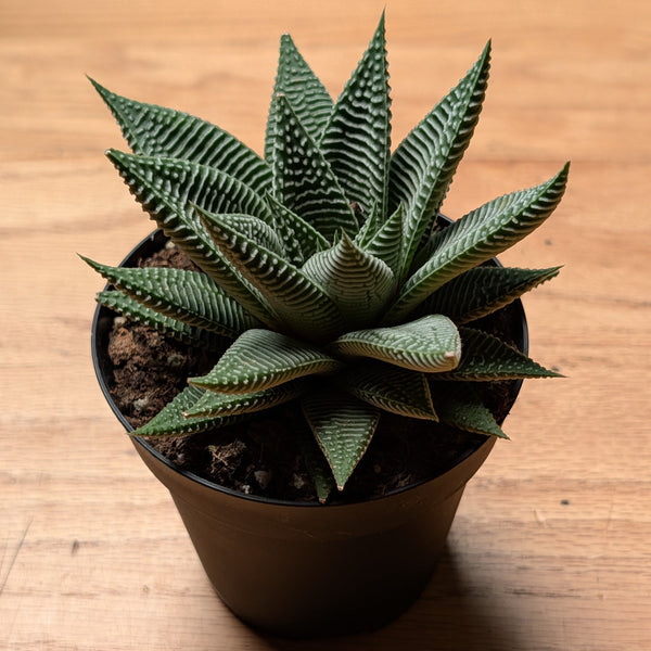 Haworthia Miami