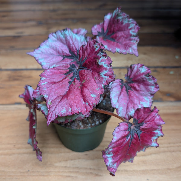 Begonia Rex "Kotobuki"