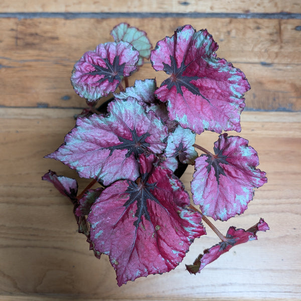 Begonia Rex "Kotobuki"