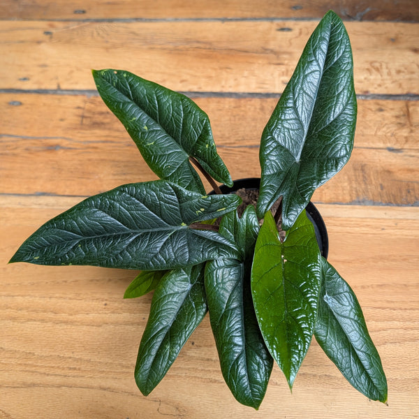 Alocasia Scalperum 6"