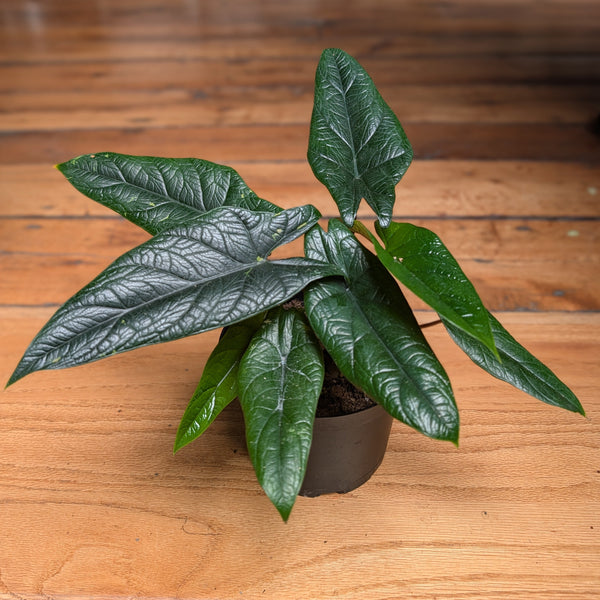 Alocasia Scalperum 6"