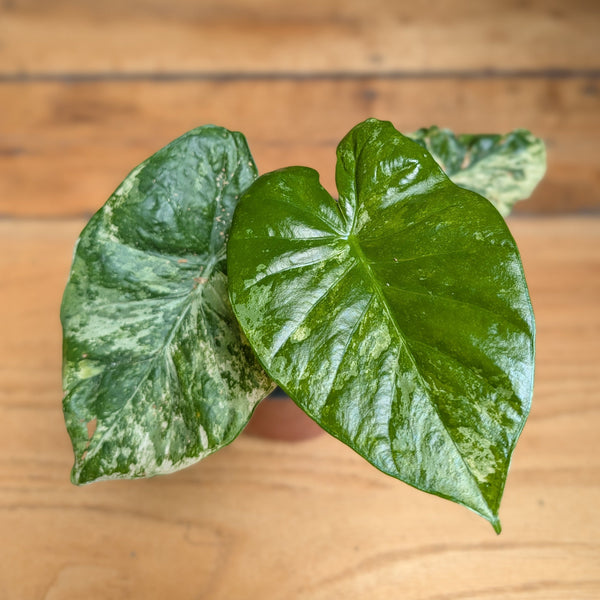 Alocasia Camouflage - 6-Inch