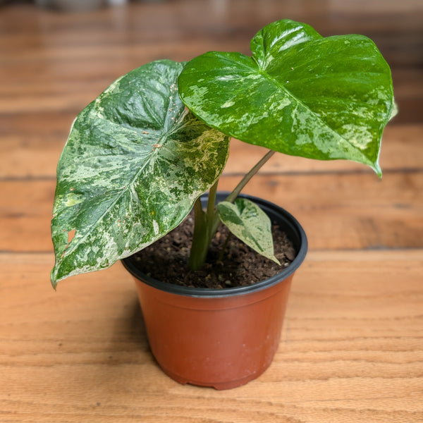 Alocasia Camouflage - 6-Inch