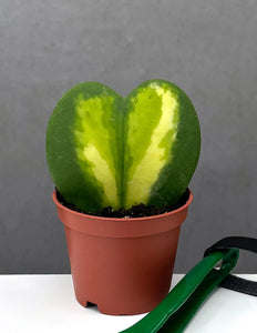 Hoya 'Flame' - 6 cm.