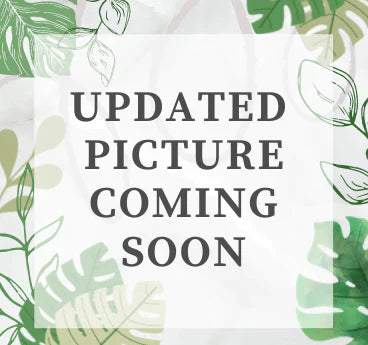 Hydrangea Mulit Bloom | 6.5 inch