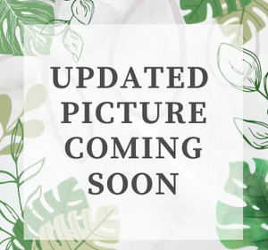 Cyclamen - Assorted