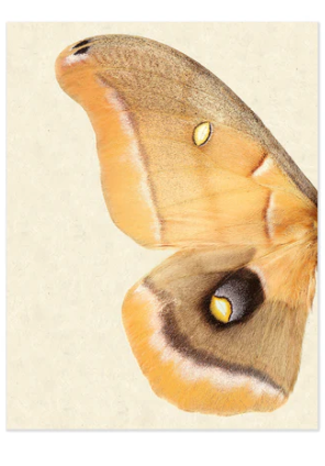 Papilionoidea #6 (Left)