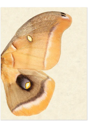 Papilionoidea #6 (Right)