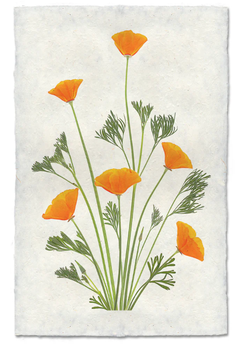 Blooming Poppies #1