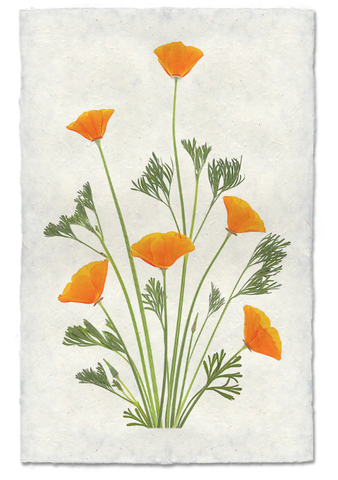 Blooming Poppies #1