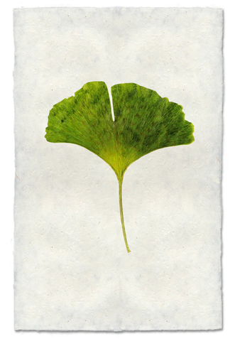 Green Ginkgo