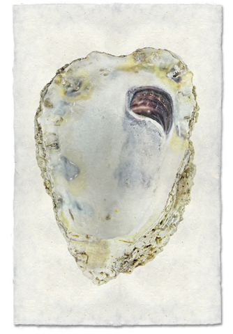 Oyster #3