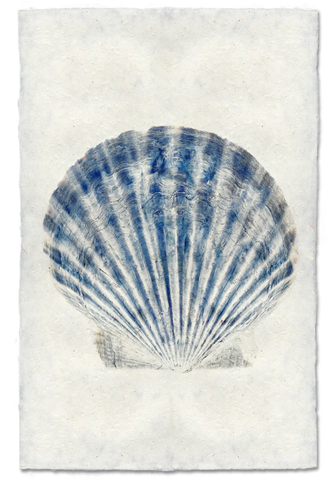 Scallop Shell