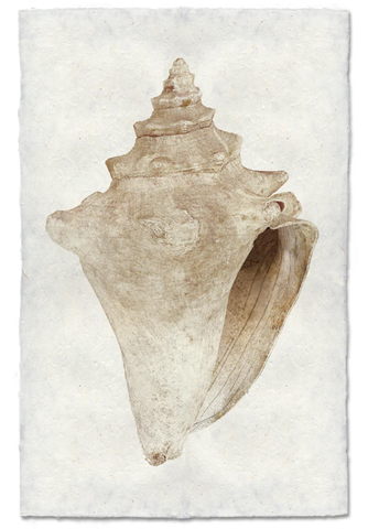 Weathered Conch