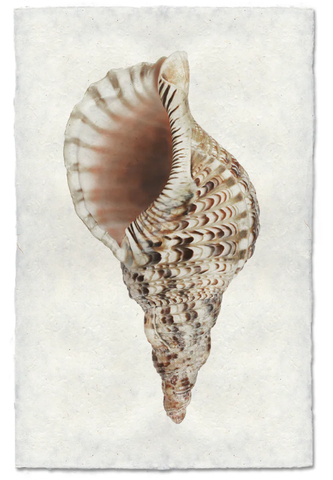 Triton