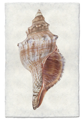 Fox Conch