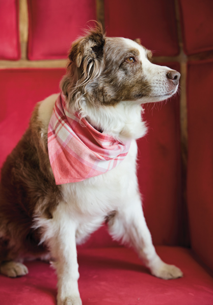Flannel Dog Scarf with Tartan Plaid Pattern  |  Various Styles