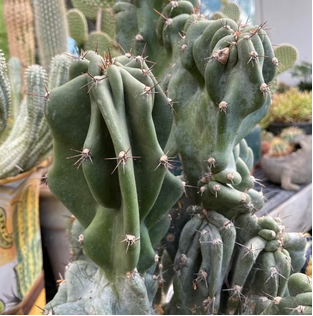 Peruvian Apple Cactus 'Monstrose'