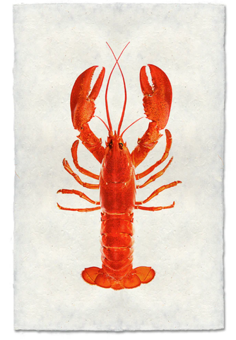 Maine Lobster (Red)