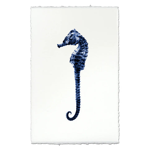 Sea Horse #2