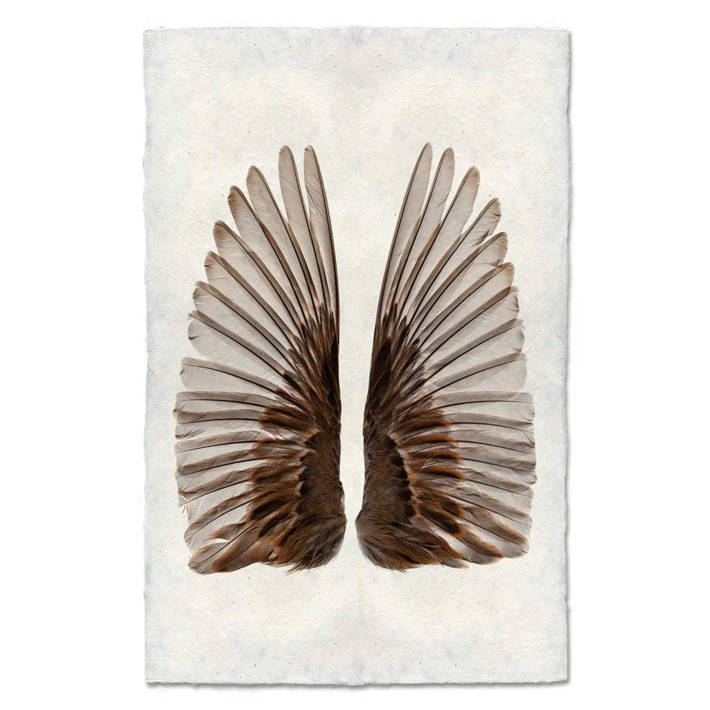 Sparrow Wings