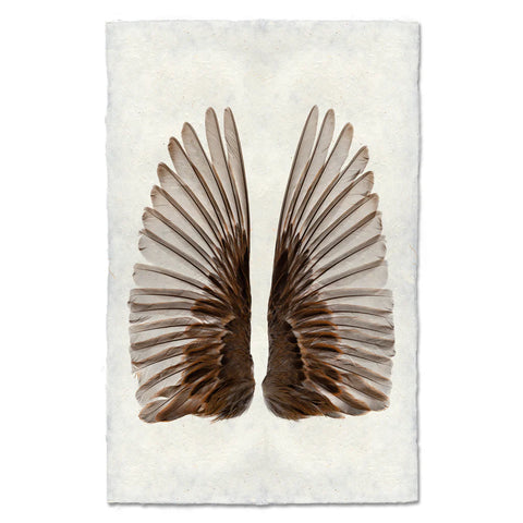 Sparrow Wings