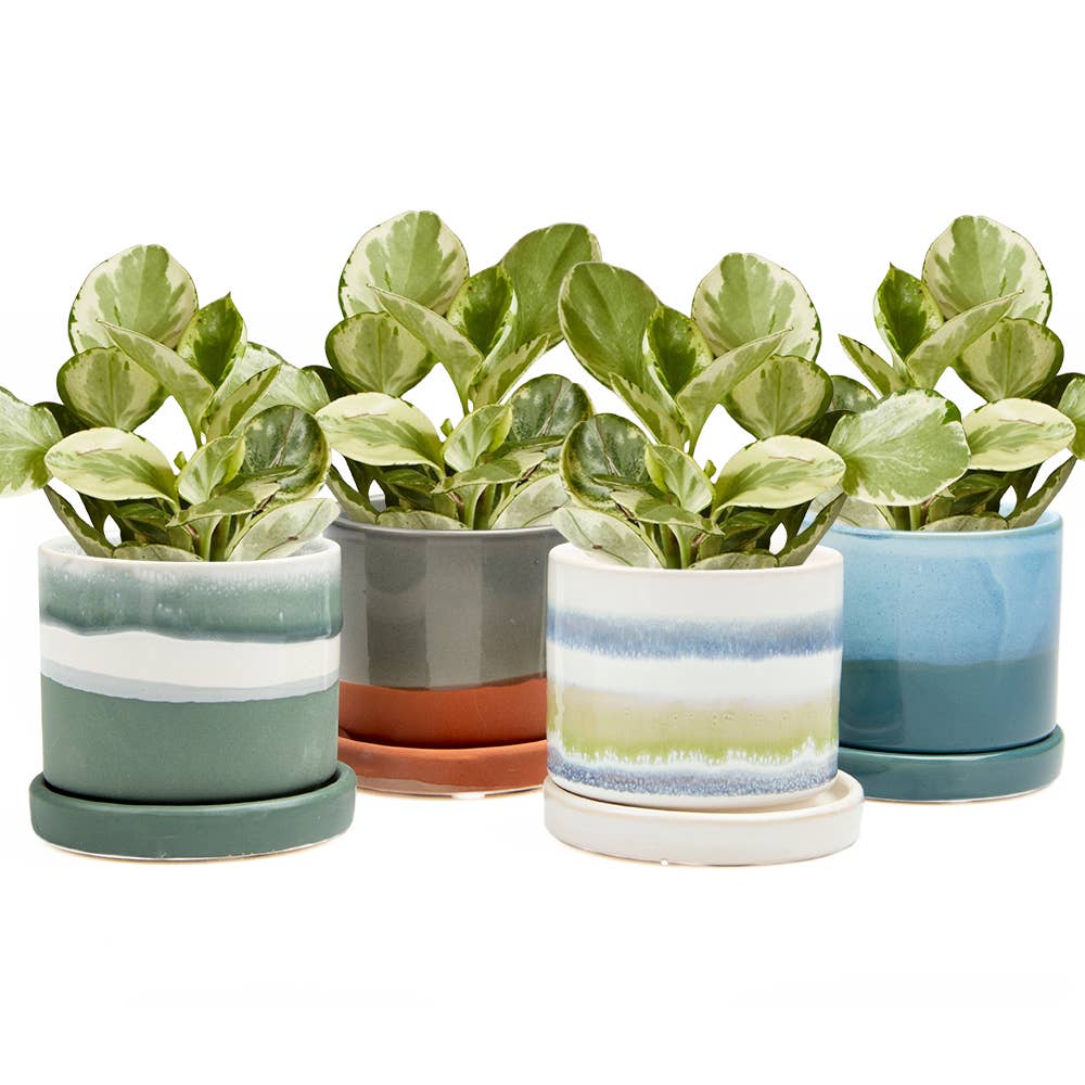 succulent drainage pots CHIVE ‘Minute’ Ceramic Planter Pot, Cute 5” Colorful Succulent Pots for Indoor & Outdoor House Plants