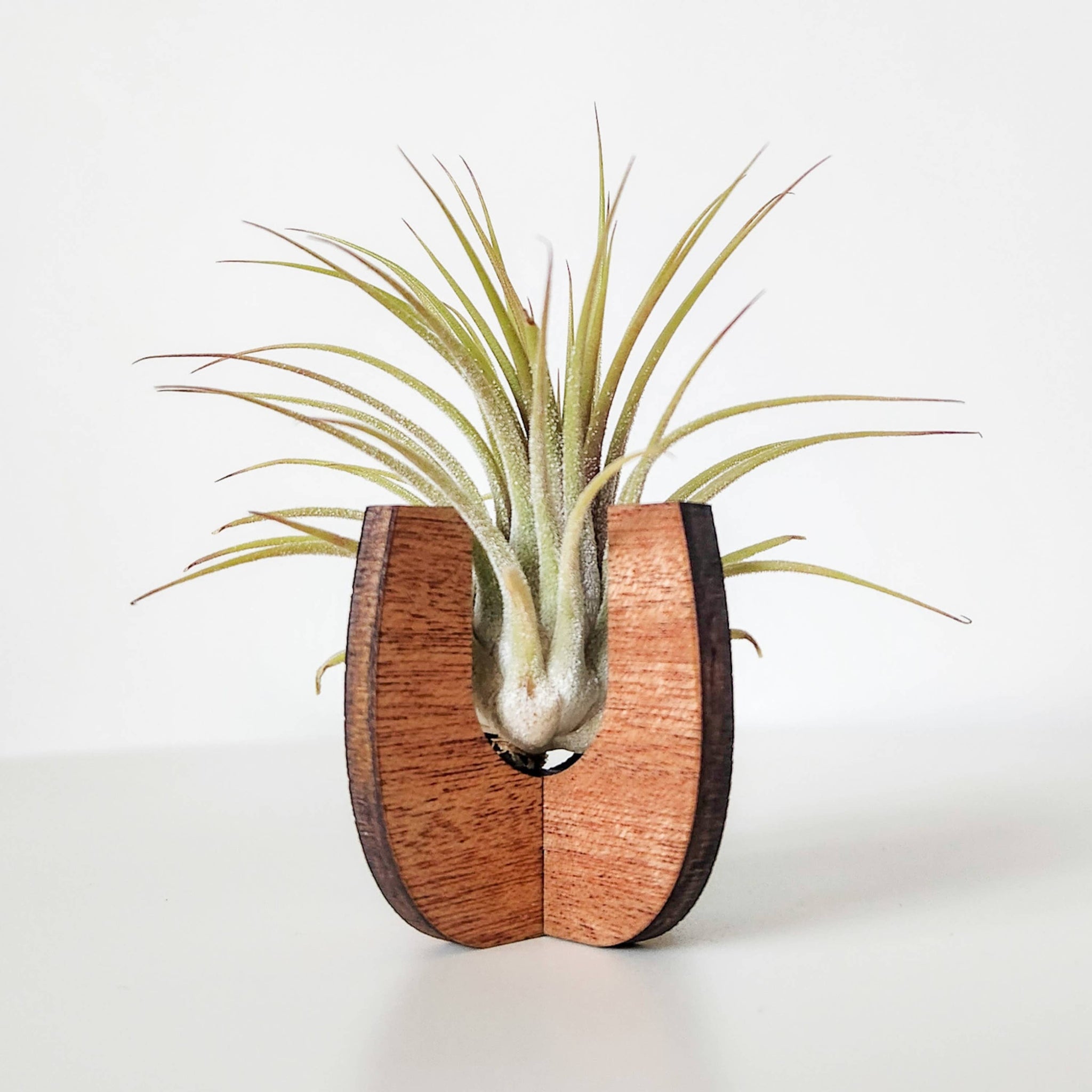 Wooden Air Plant Stand - Curved Sides