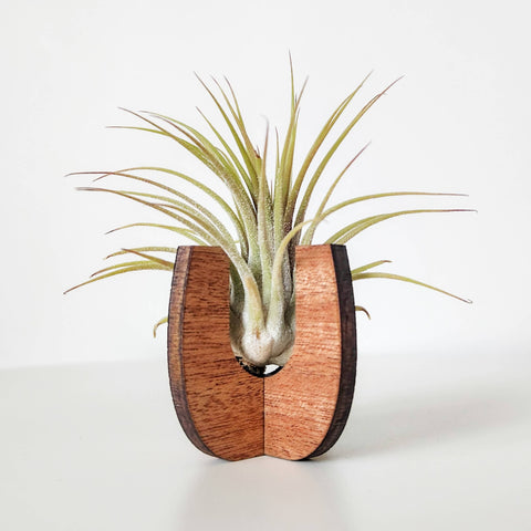 Wooden Air Plant Stand - Curved Sides