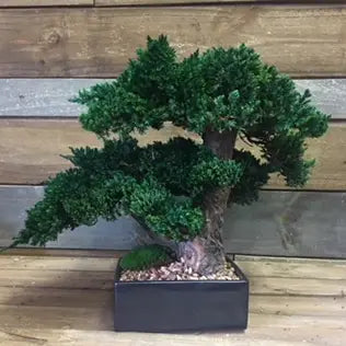 Preserved Bonsai (Double) - 8"