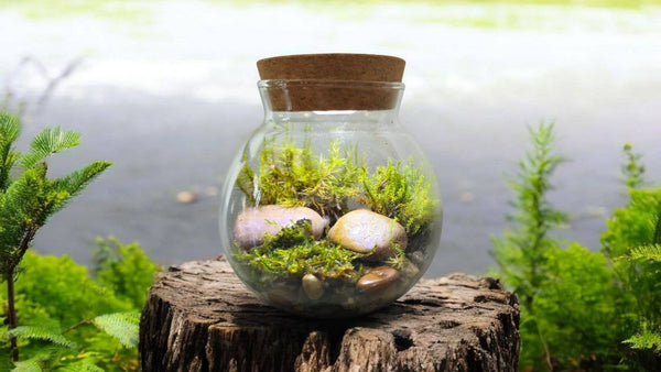 MossBowl Glass Terrarium with Live Moss and LED Light