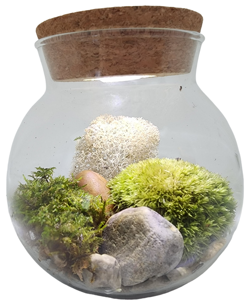 MossBowl Glass Terrarium with Live Moss and LED Light