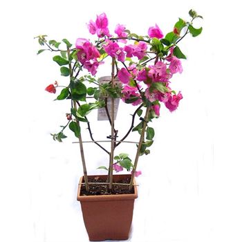 Bougainvillea with Trellis