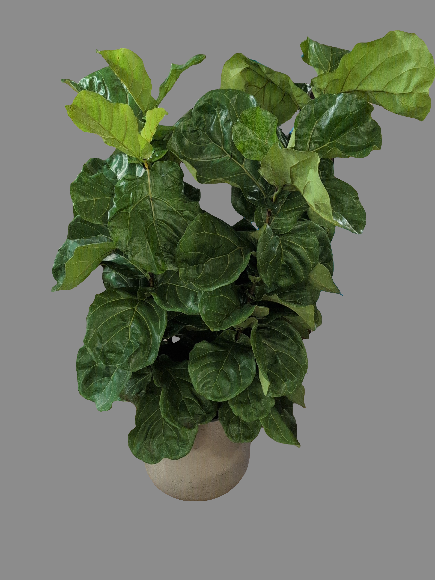 fiddle leaf fig flies Ficus lyrata