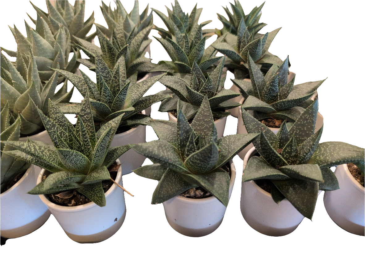 Haworthia (assorted)