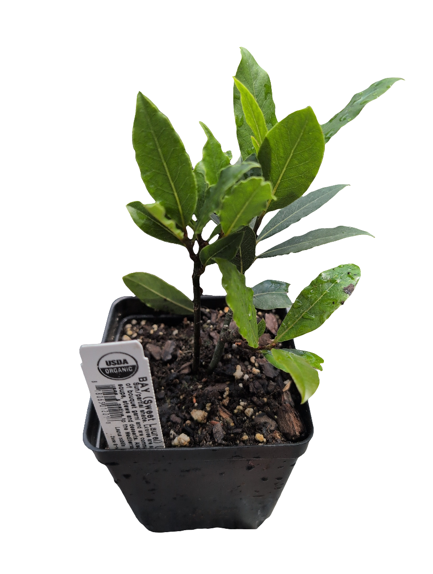 Bay Laurel | 1 Quart
