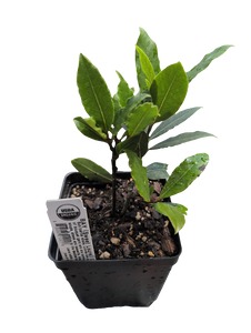 Bay Laurel | 1 Quart