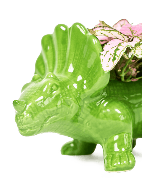 Dinosaur - Ceramic Pots