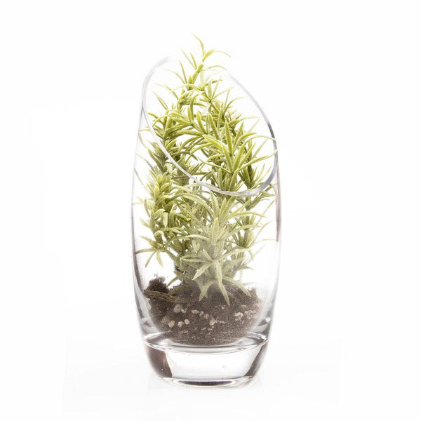 Glass Terrarium Bowls - Asst. Sizes