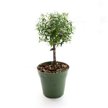 myrtle house plant Myrtle Topiary
