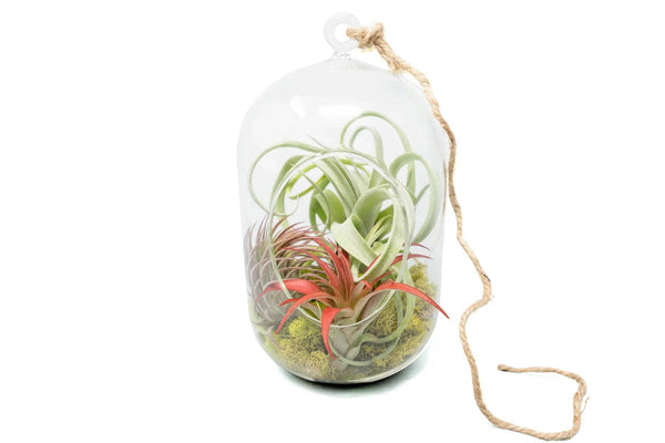 Capsule Terrarium