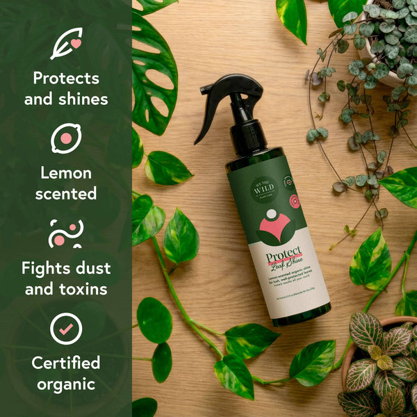 Pest & Shine Kit