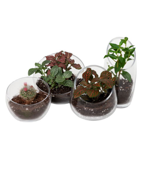 Glass Terrarium Bowls - Asst. Sizes