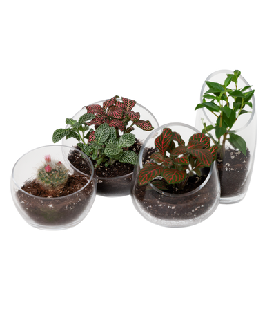 Glass Terrarium Bowls - Asst. Sizes