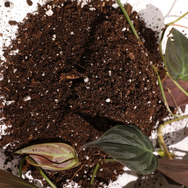 Organic Houseplant Potting Soil Resealable Bag (4 Qt)