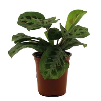 Maranta leuconeura 'Green' | Prayer Plant