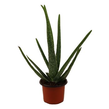 aloe vera plante køb Aloe Vera 6" Pot